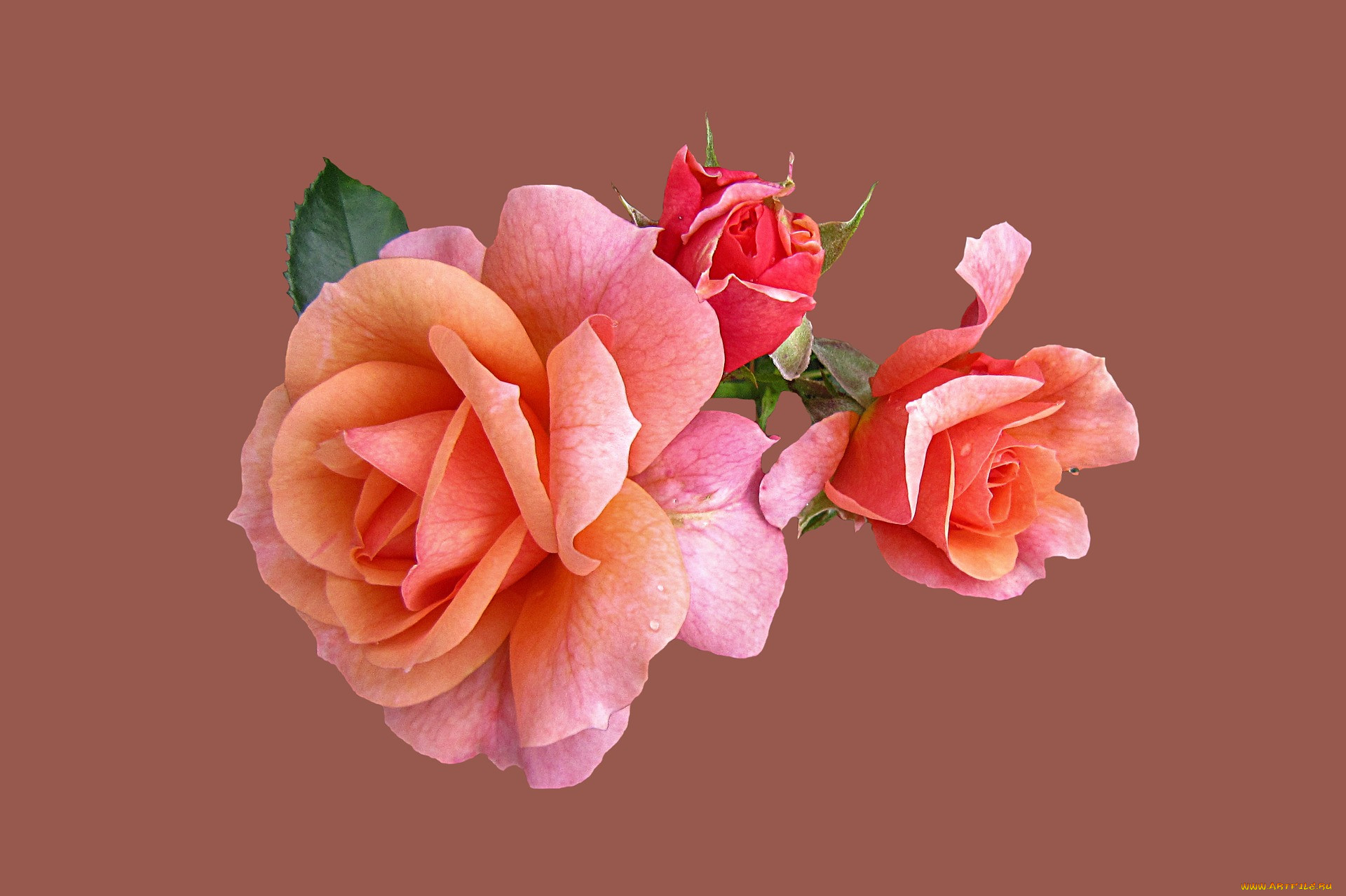Чайные розы фон